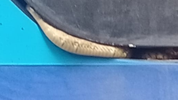 BMTC Snake found in bus Passengers are worried BMTC Snake found in bus Passengers are worried