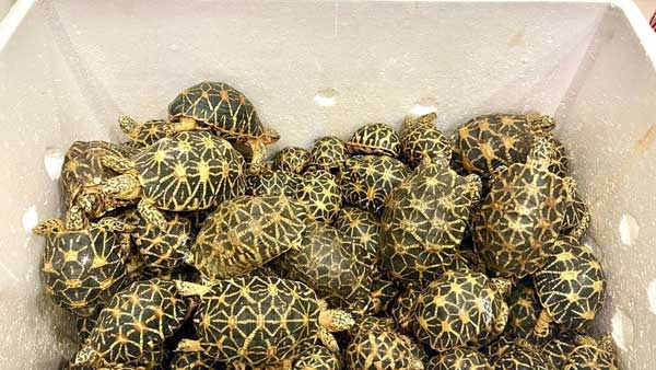 Star Tortoisess Illegal Transportation near Mudigunde national highway Three accused arrest