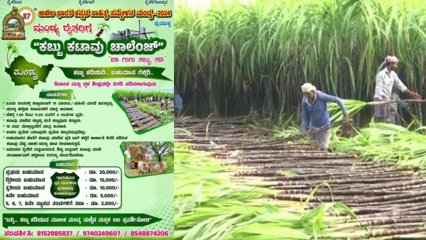 Sugarcane Harvesting Challenge In Mandya