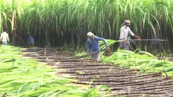 Sugarcane Harvesting Challenge In Mandya