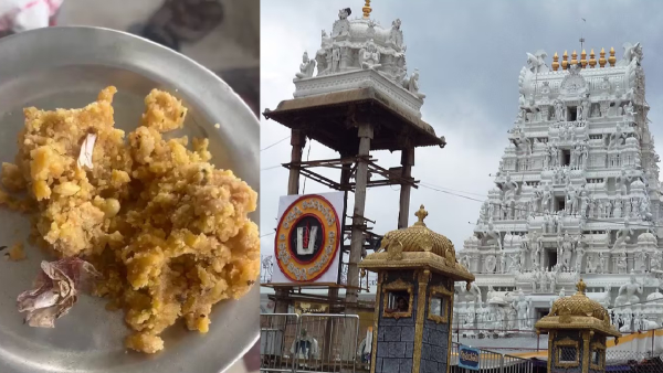Gutka packet found in Tirupati Laddu Another shocking news for tirumala devotees in kannada