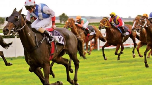 What Is The speciality of Horse Animal