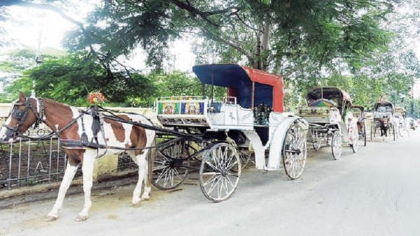 What Is The speciality of Horse Animal