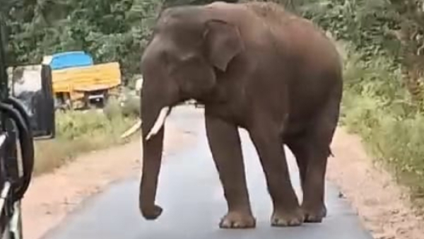Wild elephant arrived on the road near chamarajanagar motorists are panicked video viral