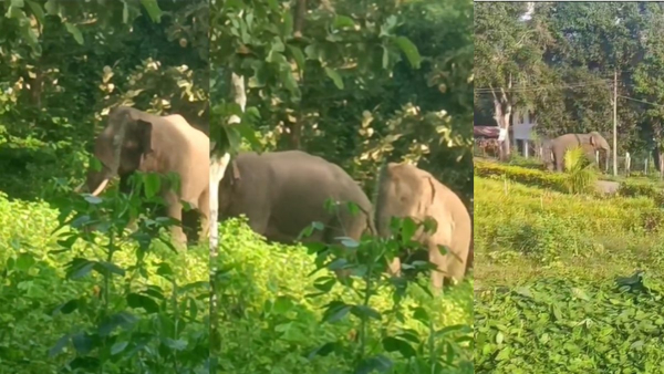 More than 20 Wild Elephants Herd Found in Bikkodu Village of Belur at Hassan