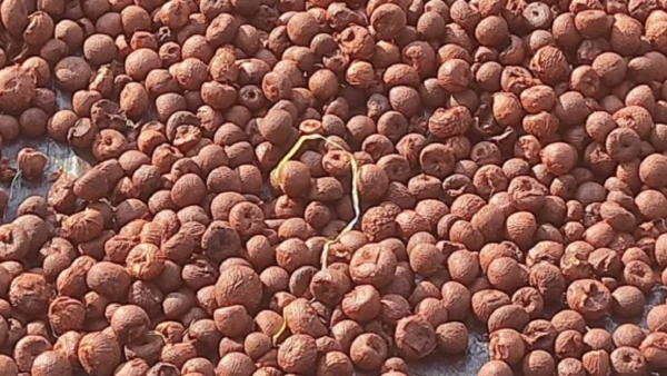 Areca nut Price increase During Deepavali festival Season Know statistics details