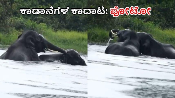 Bandipur Tourists Safari They Have saw Rare Elephant Fight in Water then Enjoyed