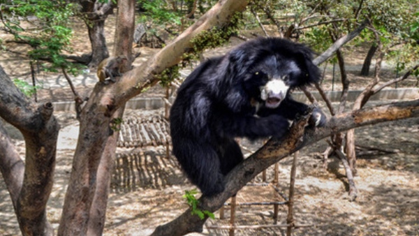 Bear Found at Hosadurga s Kunchitiga Mutt video viral Bear Found at Hosadurga s Kunchitiga Mutt video viral