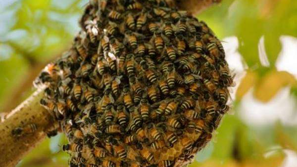 Chikkaballapur MP Dr K Sudhakar s Program Was Attacked By Bees
