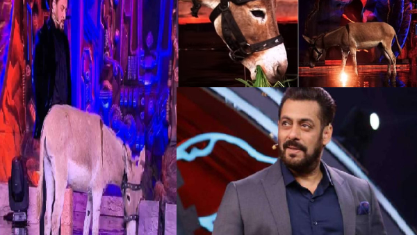 Bigg Boss Hindi 18 Donkey entered the Bigg Boss house as a contestant