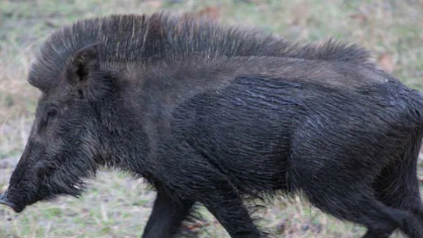 Wild Boar hunting Four Arrested near Male Mahadeshwara Hills Wild Boar hunting Four Arrested near Male Mahadeshwara Hills