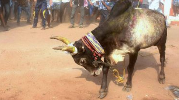 Bull Hits to old woman in Male Mahadeshwara Hill Bull Hits to old woman in Male Mahadeshwara Hill