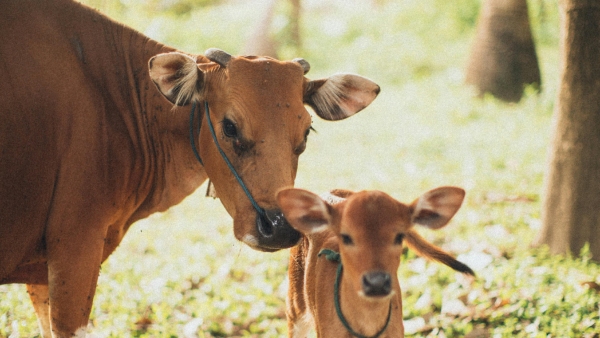 The farmers of the Karnataka are faced with great hardship