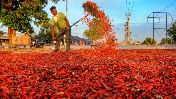 Effective Pest Management Tips For Farmers In Chilli Crop