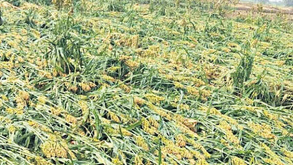 Crop damage due to heavy rains in Karnataka Sowing hampered - Farmers panic