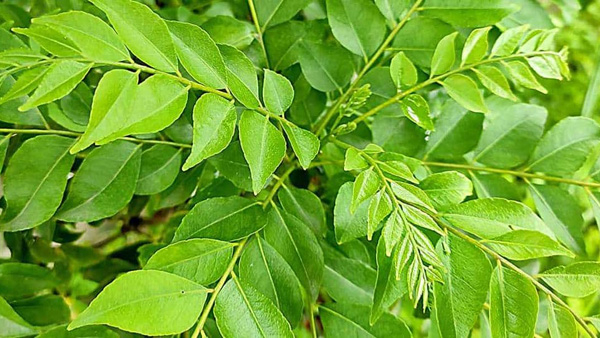Curry Leaves Benefits Eating curry leaves for 7 days has 5 amazing benefits