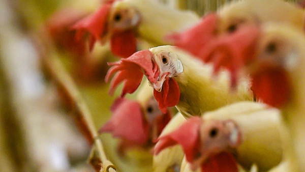 Death of thousands of chickens in Karnataka the reason is shocking Death of thousands of chickens in Karnataka the reason is shocking