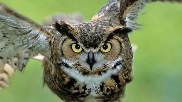 Deepavali 2024 Seeing these five birds on Diwali is very auspicious