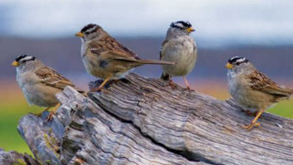 Deepavali 2024 Seeing these five birds on Diwali is very auspicious