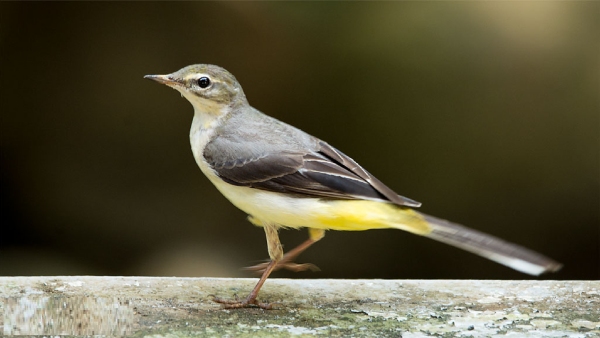 Deepavali 2024 Seeing these five birds on Diwali is very auspicious