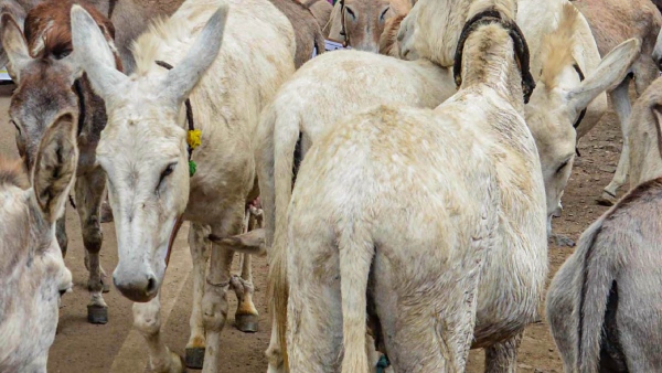 Donkey Milk And Sale Scam Of 13 Crore At Vijayanagara Order For CID Probe Donkey Milk And Sale Scam Of 13 Crore At Vijayanagara Order For CID Probe