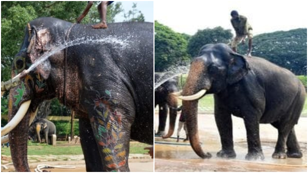 Elephants Relax Following Mysuru Dasara Jamboo Savari Event