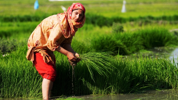 Pest Infestation Damaging Paddy Crops In Shivamogga District