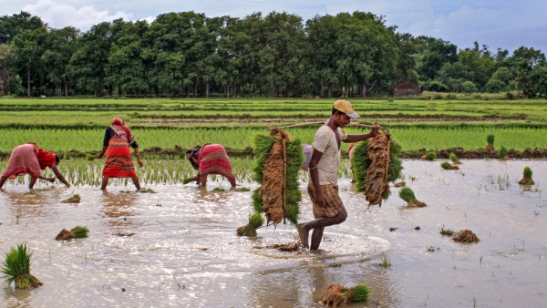 Good News For Farmers Monsoon Season 2024 Crop Survey Date Extended