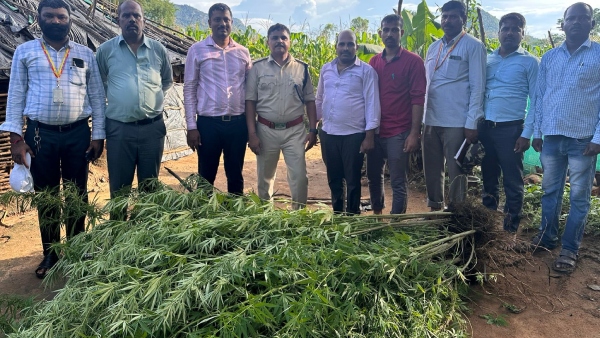 Illegal Ganja plants Amidst Crops in Chamarajanagar A Man Arrested