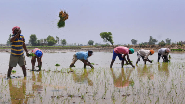 Karnika 2024 Prediction about rain crop and politics know details