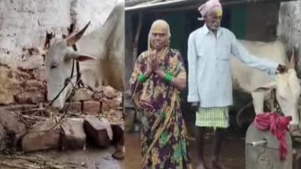 A Farmer Woman Has Bought A Bull With Grulahakshmi Scheme Money