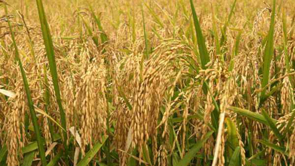Gundhi Bug Infestation Of Rice Crop How To Control It