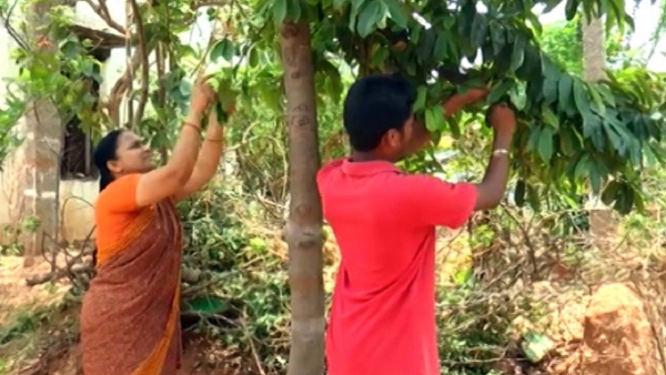 Health Tips Hanuman Fala Is The Best Medicine For Cancer Sufferers