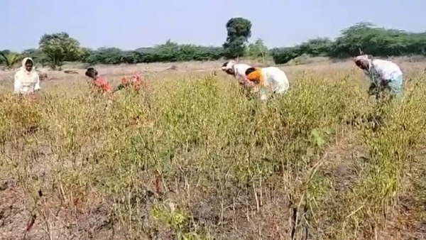 Heavy Rain Devastates Crops in Karnataka Farmers Urge for Assistance