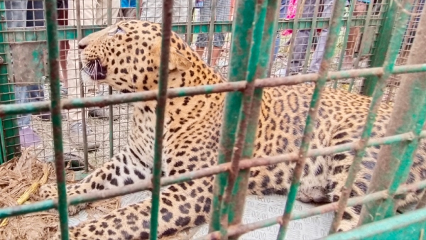 A Huge Leopard Caught In H D Kote Town Mysore District