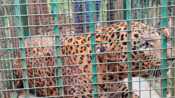 A Huge Leopard Caught In H D Kote Town Mysore District