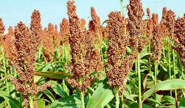 Jowar Price on October 2nd in Karnataka Markets Know Rate list here