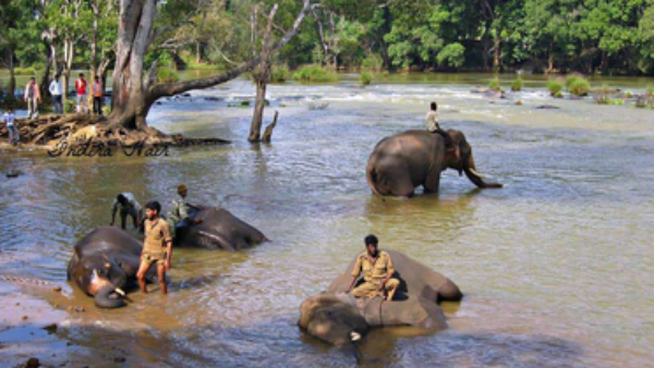 Why Suspension Bridge Is Necessary For Kodagu Tourist Destination Dubare