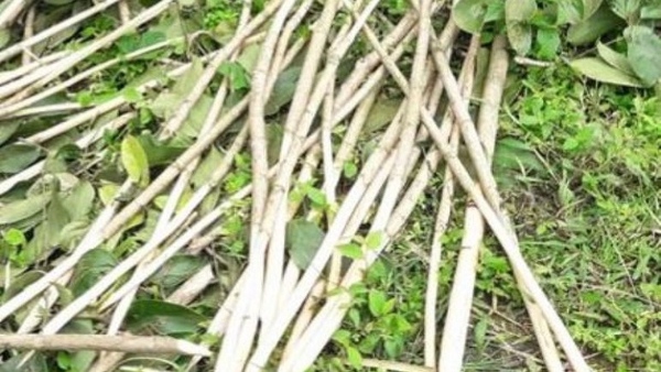 Why Plant Buds In Kodagu On Libra Transit