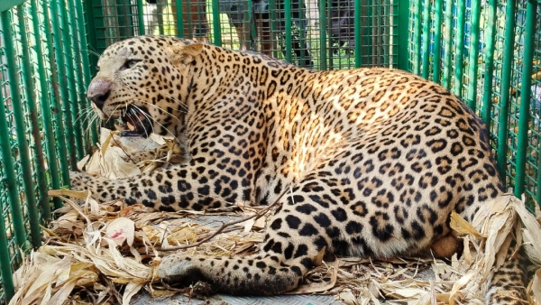 A Huge Leopard Was Caught In The Land Of Former MLA At H D Kote
