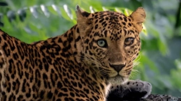Leopard Walking on Biligirirangana Hills road video viral