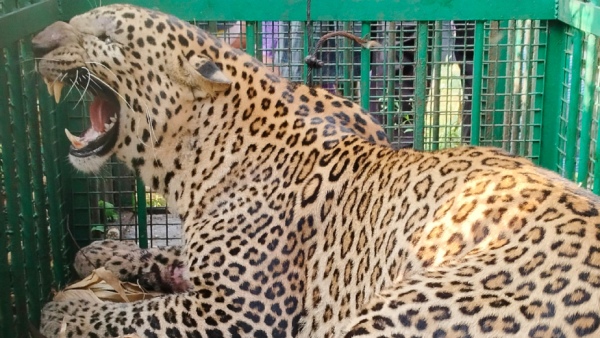 A Huge Leopard Was Caught In The Land Of Former MLA At H D Kote