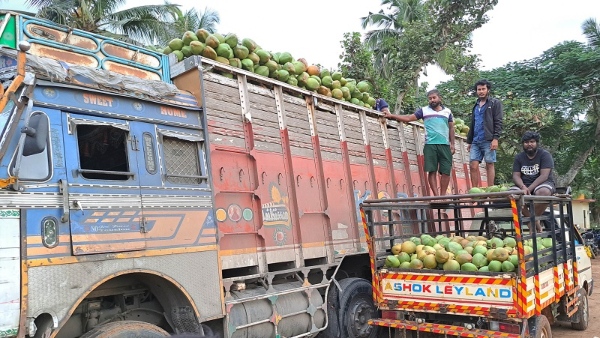 Kikkeri Tender Coconut Market Converted As An Unhygienic Place