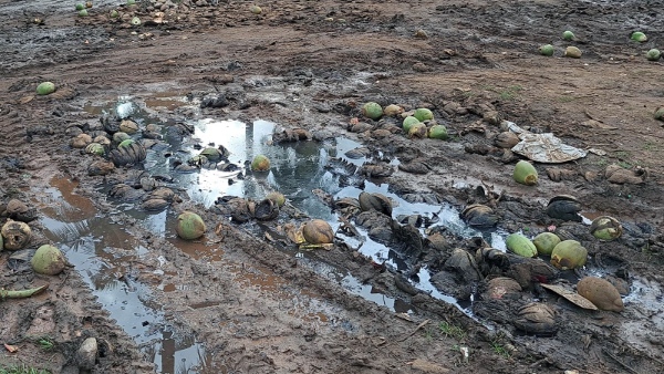 Kikkeri Tender Coconut Market Converted As An Unhygienic Place