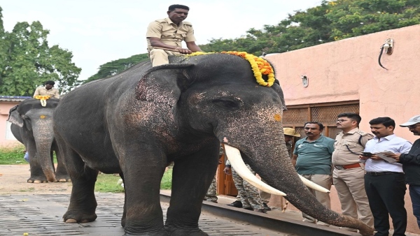 Mysuru Dasara Jamboo Savari 2024 Dhananjaya elephant Fills Arjuna s Role