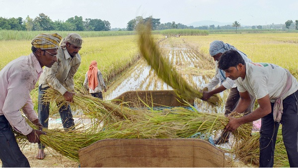 Are Farmers Using Toxic Chemicals While Growing Paddy In Karnataka