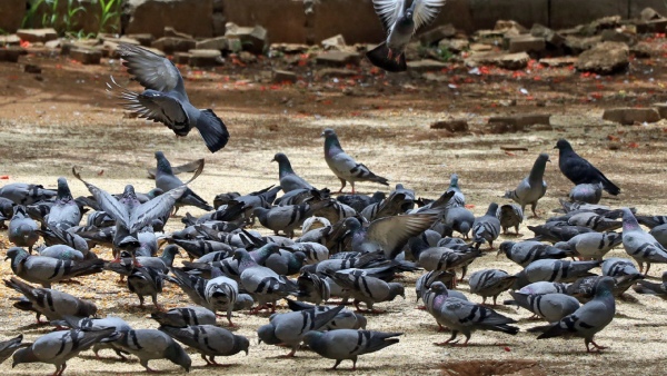 Bengaluru Police Have Arrested A Man Who Was Stealing With The Help Of A Pigeon