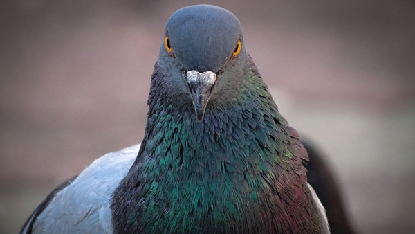Bengaluru Police Have Arrested A Man Who Was Stealing With The Help Of A Pigeon