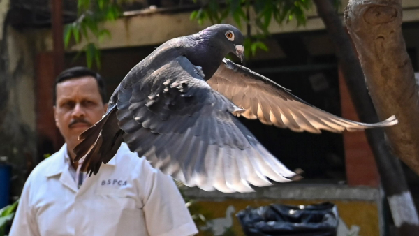 Bengaluru Police Have Arrested A Man Who Was Stealing With The Help Of A Pigeon