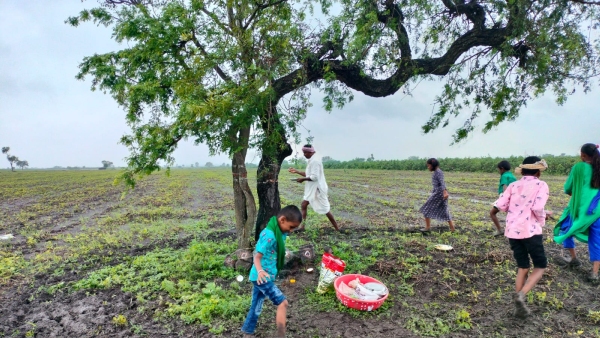 Farmers Not Celebrated Sige Hunnime In Uttara Karnataka Due To Heavy Rain Farmers Not Celebrated Sige Hunnime In Uttara Karnataka Due To Heavy Rain